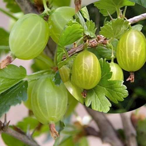 Ribes uva-crispa 'Maija' - Aed-karusmari 'Maija' C3/3L